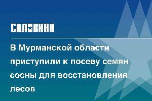 В Мурманской области приступили к посеву семян сосны для восстановления лесов