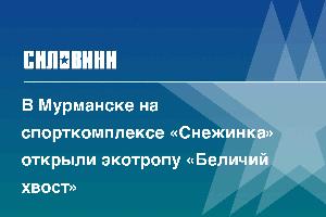 В Мурманске на спорткомплексе «Снежинка» открыли экотропу «Беличий хвост»