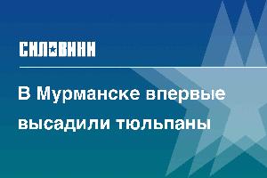 В Мурманске впервые высадили тюльпаны